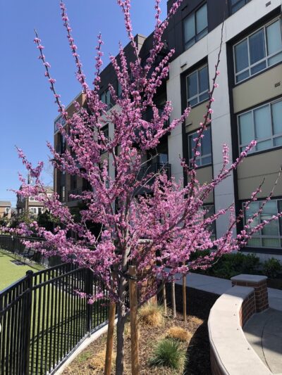 Cannery Park - San Jose, CA