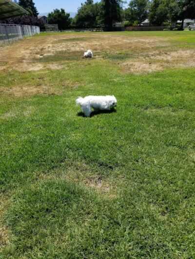 Canoas Park - San Jose, CA