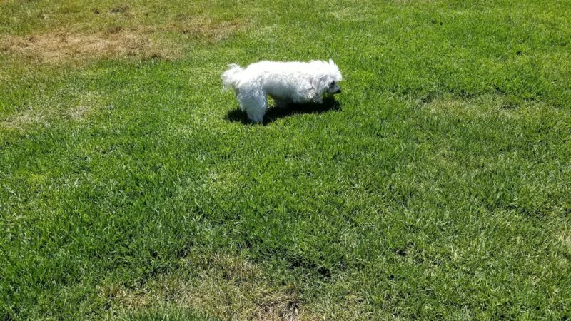 Canoas Park - San Jose, CA