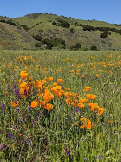 Coyote Creek Trail - San Jose, CA
