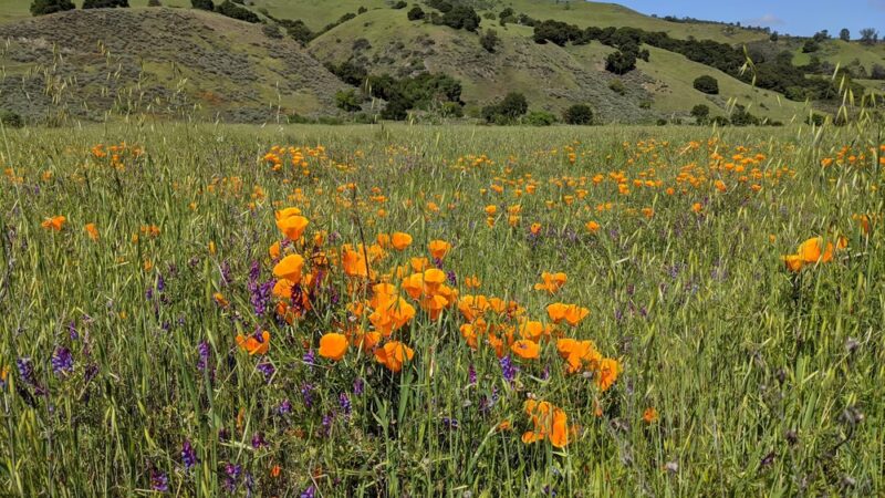 Coyote Creek Trail - San Jose, CA