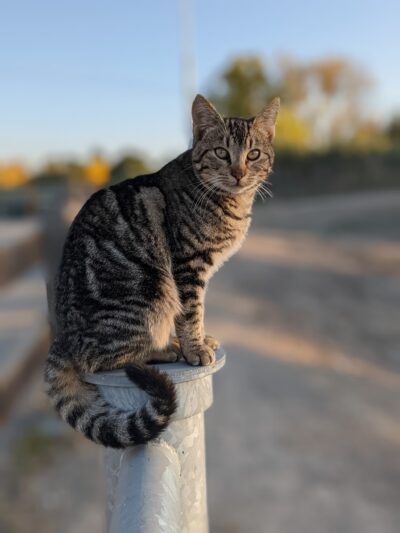 Coyote Creek Trail Berryessa - San Jose, CA