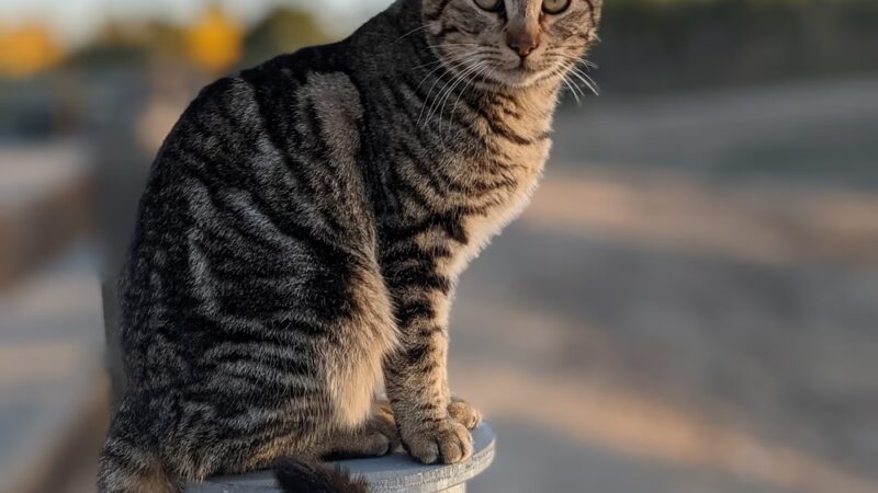 Coyote Creek Trail Berryessa - San Jose, CA