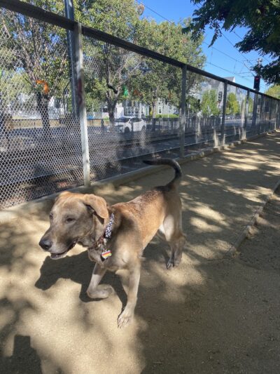 Discovery Dog Park - San Jose, CA