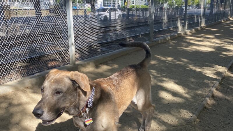 Discovery Dog Park - San Jose, CA