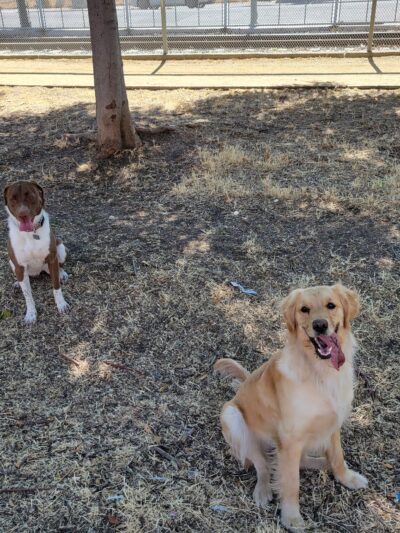 Discovery Dog Park - San Jose, CA