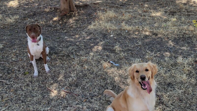 Discovery Dog Park - San Jose, CA