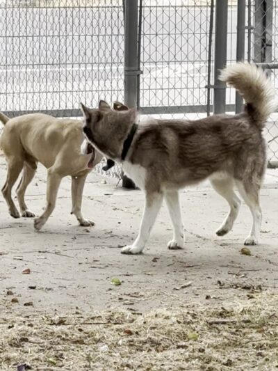 Discovery Dog Park - San Jose, CA