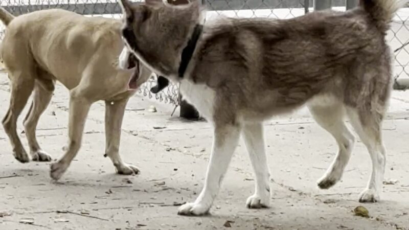Discovery Dog Park - San Jose, CA