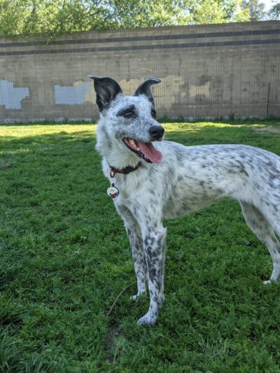 Dog Park at Hellyer County Park - San Jose, CA