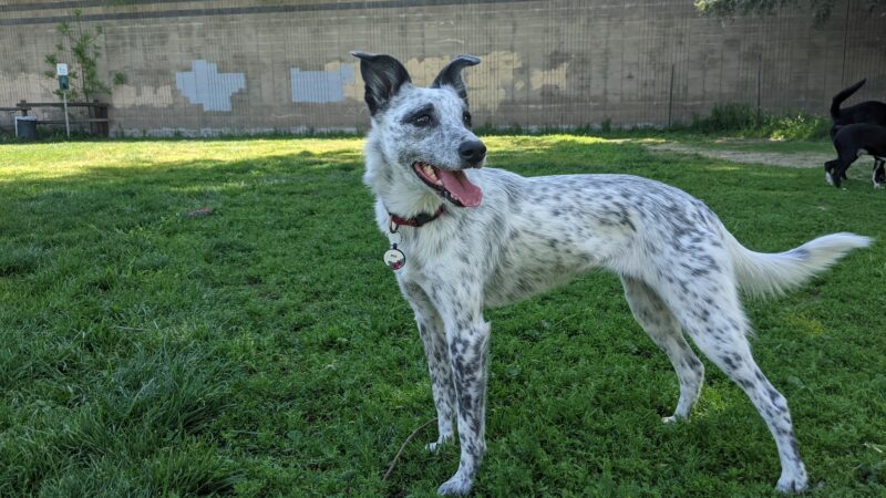 Dog Park at Hellyer County Park - San Jose, CA