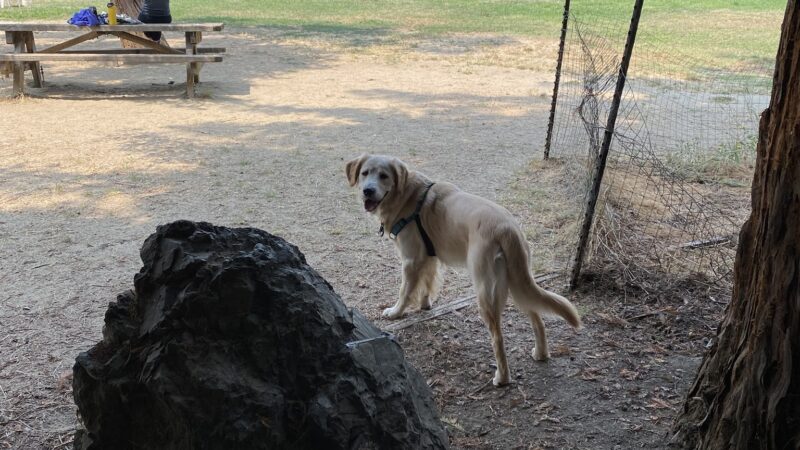 Dog Park at Hellyer County Park - San Jose, CA
