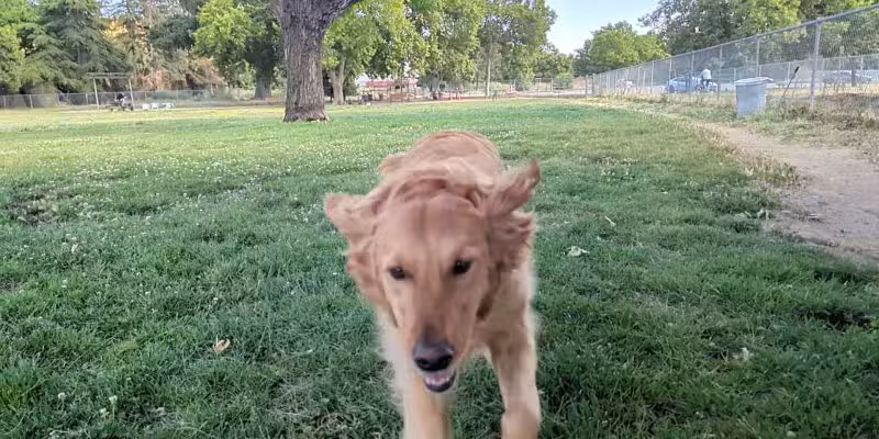 Dog Park at Hellyer County Park - San Jose, CA