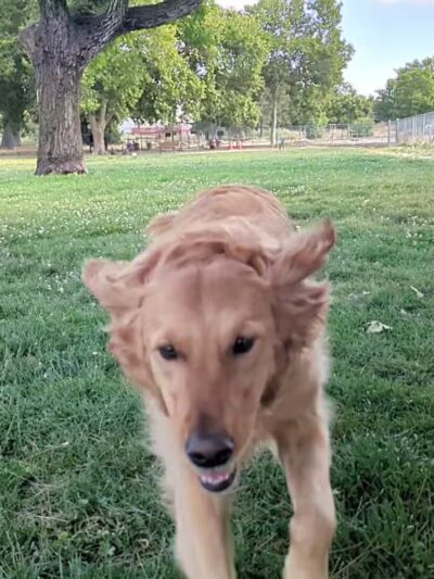 Dog Park at Hellyer County Park - San Jose, CA