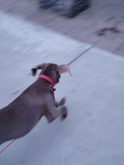 Fleming Park - San Jose, CA