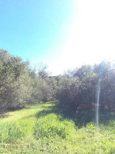 Fleming Park - San Jose, CA