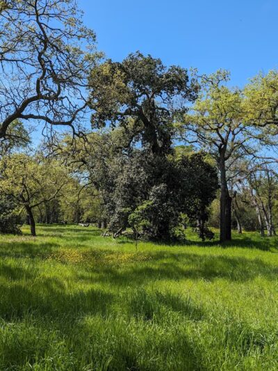 Guadalupe Oak Grove Park - San Jose, CA