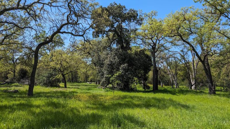 Guadalupe Oak Grove Park - San Jose, CA