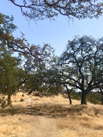 Guadalupe Oak Grove Park - San Jose, CA