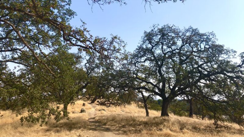 Guadalupe Oak Grove Park - San Jose, CA