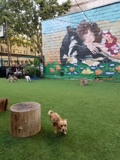Hart's Dog Park - San Jose, CA