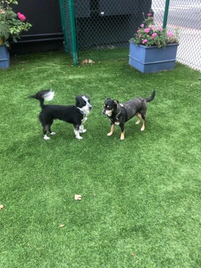 Hart's Dog Park - San Jose, CA