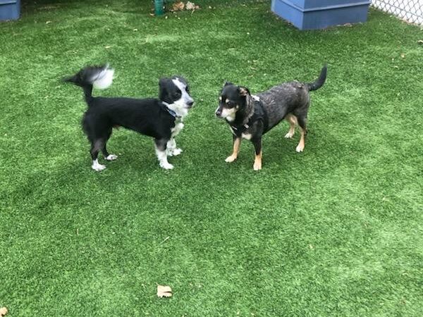 Hart's Dog Park - San Jose, CA