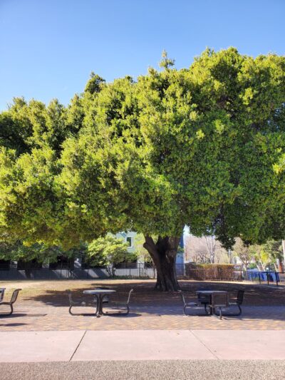 Lenzen Park - San Jose, CA