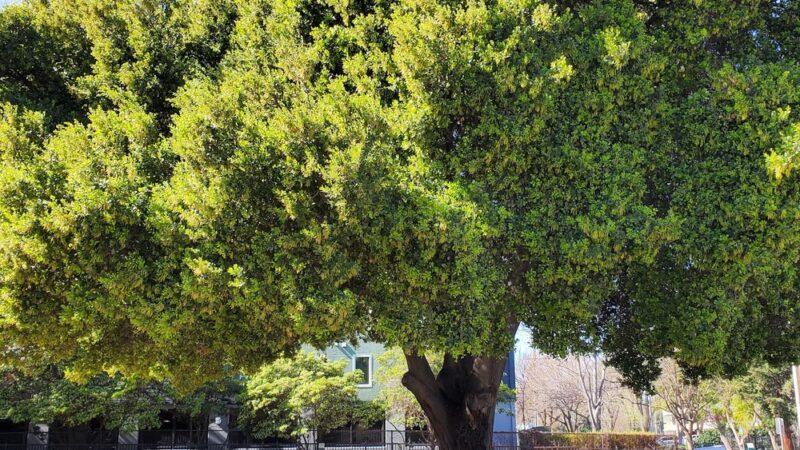 Lenzen Park - San Jose, CA