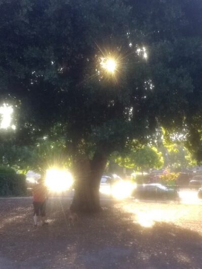 Lenzen Park - San Jose, CA