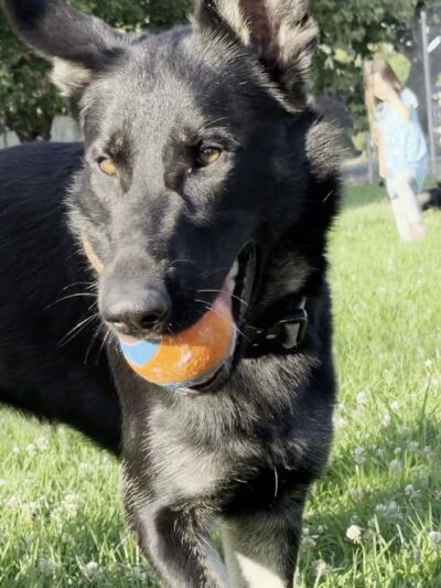 Lincoln Dog Park - San Jose, CA