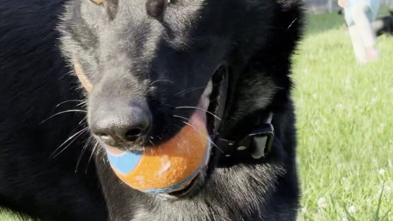Lincoln Dog Park - San Jose, CA