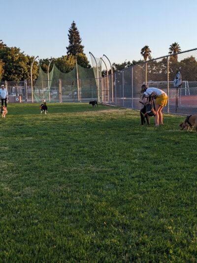 Lincoln Dog Park - San Jose, CA