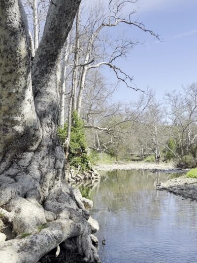 Los Alamitos Creek Trail - San Jose, CA