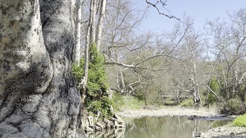 Los Alamitos Creek Trail - San Jose, CA