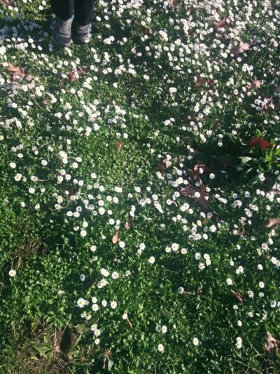 Los Gatos Creek Trail - San Jose, CA