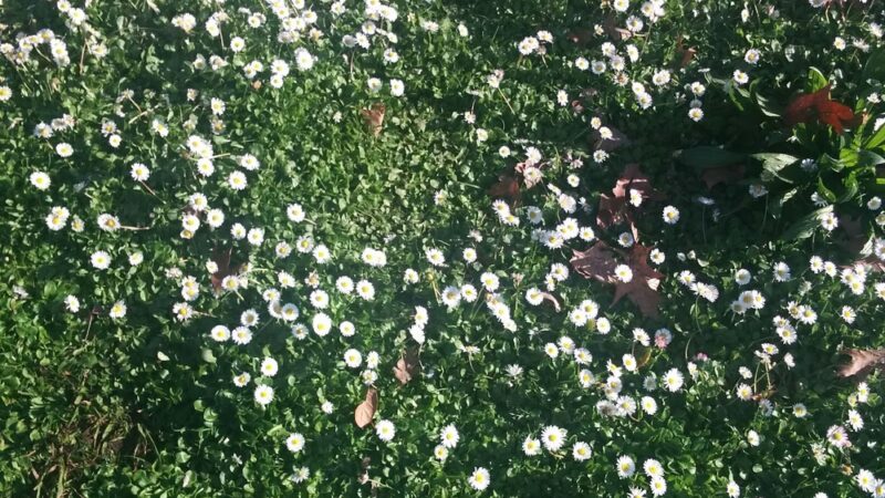 Los Gatos Creek Trail - San Jose, CA