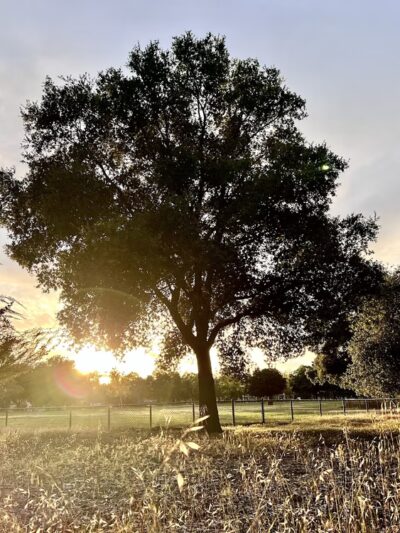 Metcalf Park - San Jose, CA