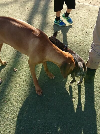 Miyuki Dog Park - San Jose, CA