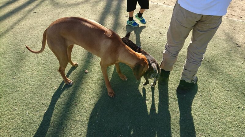Miyuki Dog Park - San Jose, CA