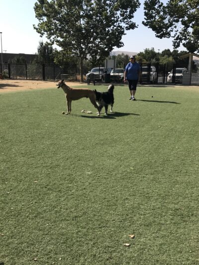 Miyuki Dog Park - San Jose, CA