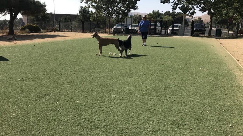 Miyuki Dog Park - San Jose, CA