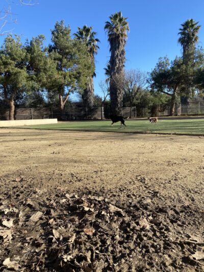 Miyuki Dog Park - San Jose, CA