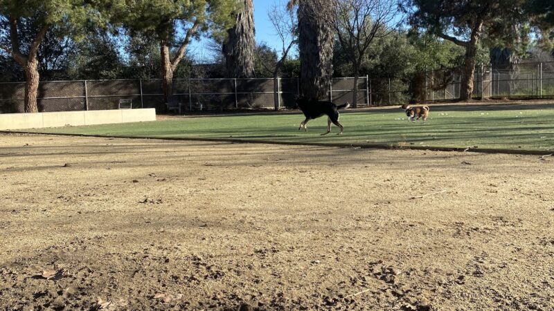 Miyuki Dog Park - San Jose, CA