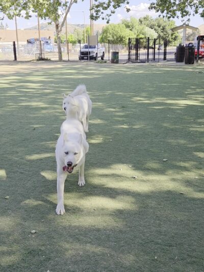 Miyuki Dog Park - San Jose, CA