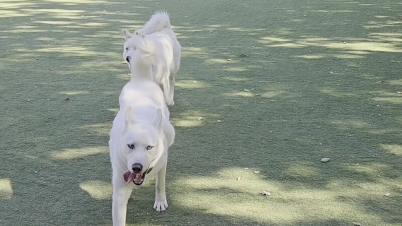 Miyuki Dog Park - San Jose, CA