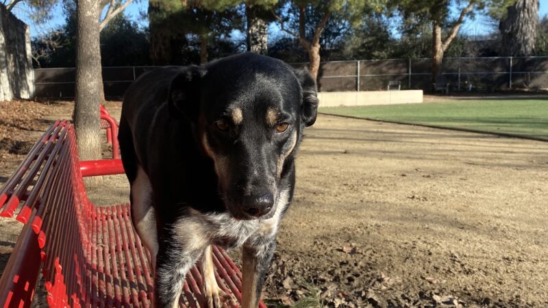 Miyuki Dog Park - San Jose, CA