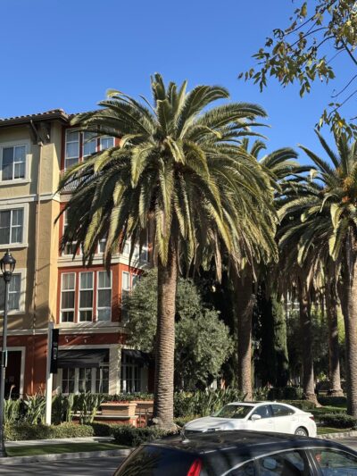 Moitozo Park - San Jose, CA