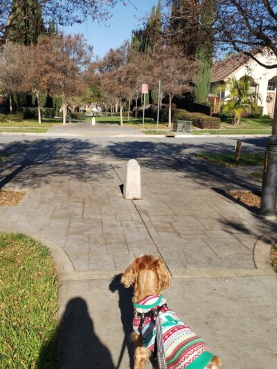 Montelena Park - San Jose, CA