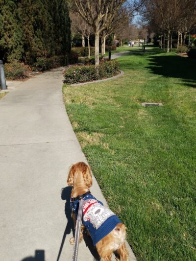 Montelena Park - San Jose, CA